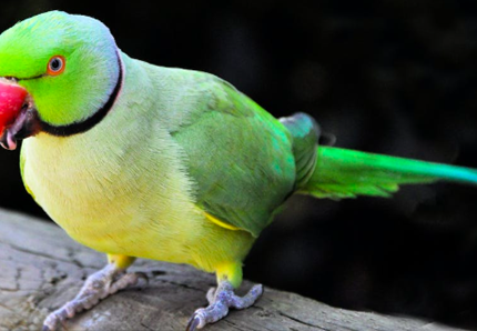 Biodiversità, i pappagalli cambiano casa